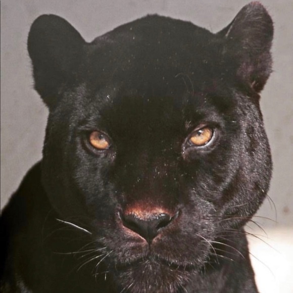 Meet your Posher, Megan - Picture 1 of 1